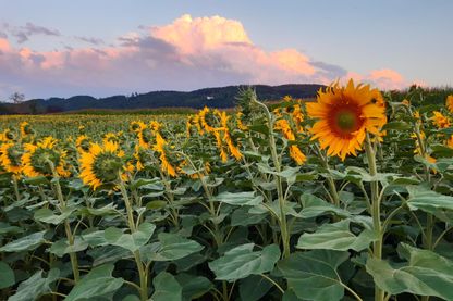 Betriebsferien Sommer